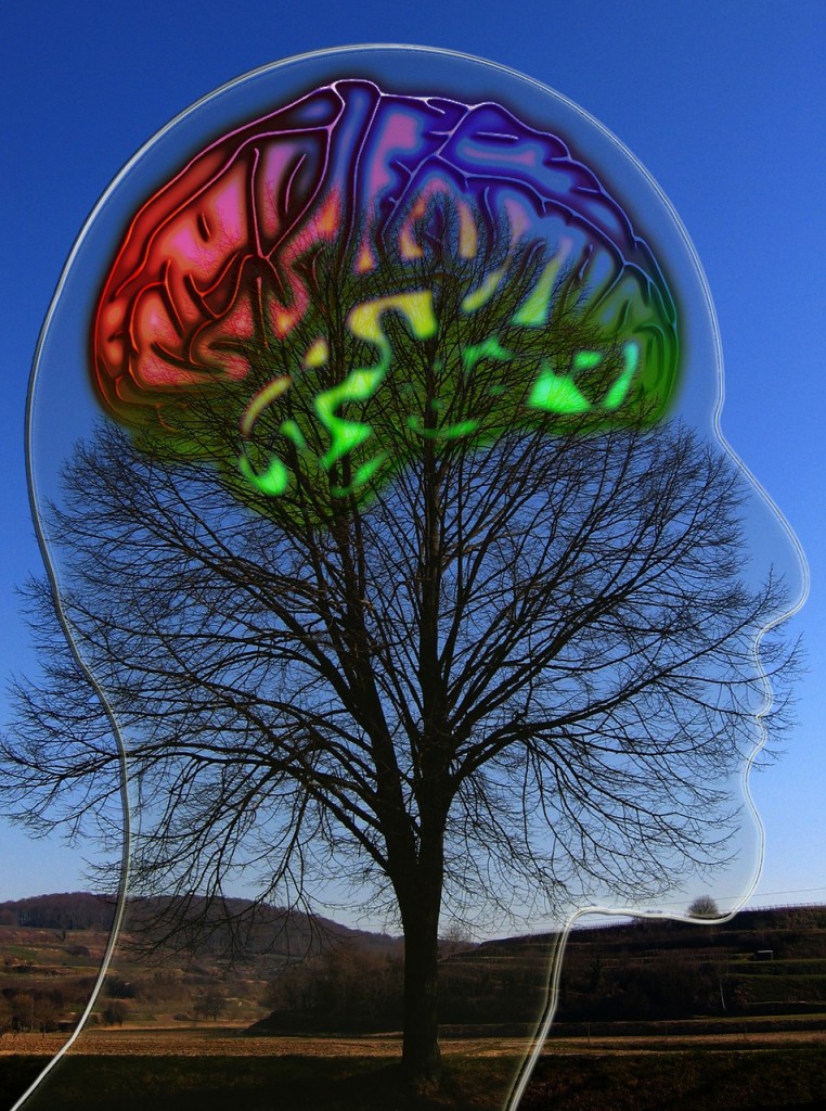 brain-age-men-vs-woman